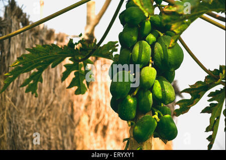 Papaye, papapaw, pawpaw, Carica papaya, Howrah, Bengale occidental, Inde, Asie Banque D'Images