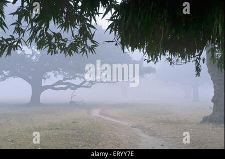 Maidan, Brigade Parade Ground, plus grand parc urbain, brouillard matinal d'hiver, Calcutta, Kolkata, Bengale occidental, Inde, Asie Banque D'Images