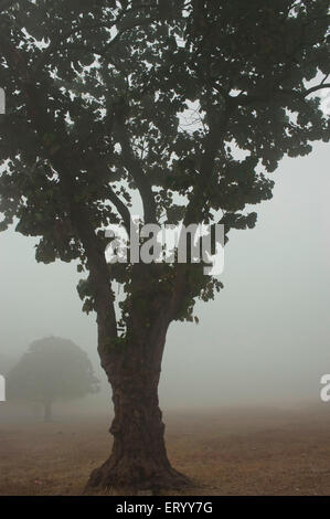 Maidan, Brigade Parade Ground, plus grand parc urbain, brouillard matinal d'hiver, Calcutta, Kolkata, Bengale occidental, Inde, Asie Banque D'Images