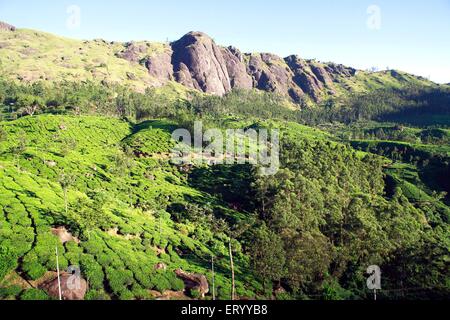 Plantation de thé , ferme de thé , Munnar , station de colline , district d'Idukki , montagne des Ghats occidentaux , Kerala , Inde , Asie Banque D'Images