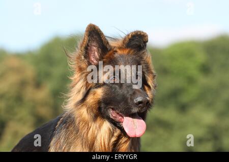 Portrait de berger allemand Banque D'Images