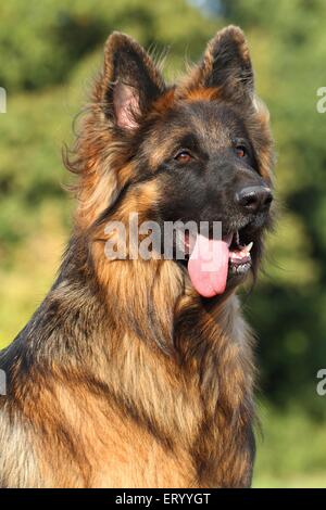 Portrait de berger allemand Banque D'Images