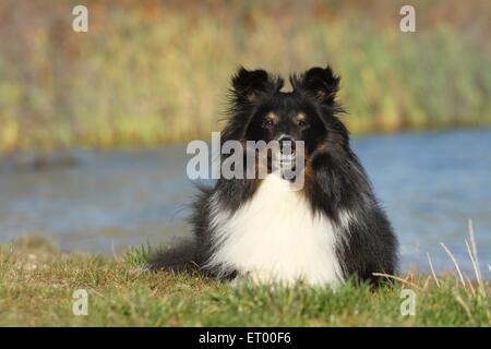 Lying Shetland Sheepdog Banque D'Images