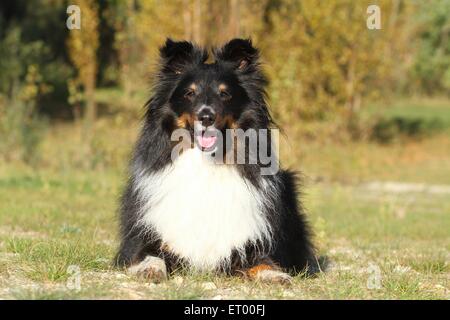 Lying Shetland Sheepdog Banque D'Images