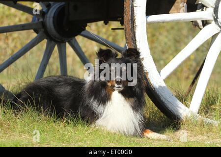 Lying Shetland Sheepdog Banque D'Images