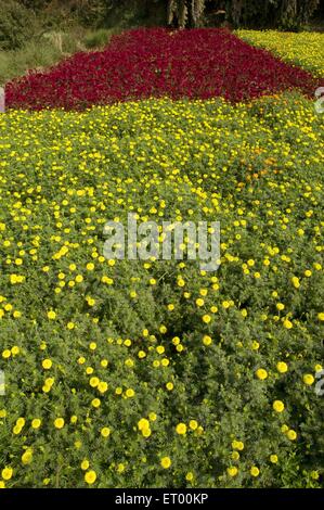 Culture des fleurs , Floriculture , fleuriculture , Midnapur , Midnapore , Medinipur , Bengale-Occidental , Inde , Asie Banque D'Images