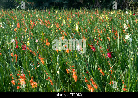 Fleurs de Gladiolus , fleurs de gladioli , nénuphar , Floriculture , fleuriculture , Midnapur , Midnapore , Medinipur , Bengale occidental , Inde , Asie Banque D'Images