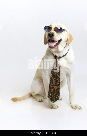 Labrador retriever mâle jaune ; autorité ; l'Inde Banque D'Images