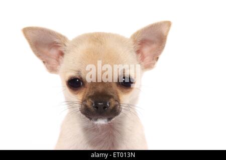 Chiot Chihuahua à poils courts Banque D'Images