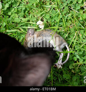 Chat noir avec sa patte fermement sur une jeune souris qu'elle a pris dans un jardin rural UK Banque D'Images