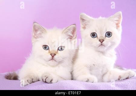 2 Chaton British Shorthair Banque D'Images