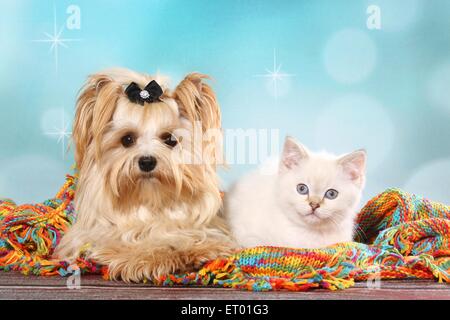 Yorkshire Terrier et Chaton British Shorthair Banque D'Images