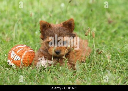 Chiot Yorkshire Terrier couché Banque D'Images