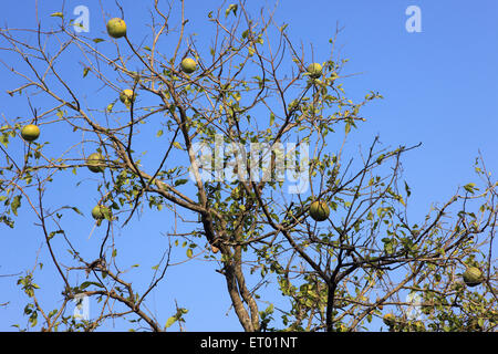 Bilva Tree, Bael, Bili, Bhel, coce Bengale, pomme dorée, orange amère japonaise, pomme de pierre, pomme de bois, Aegle marmelos, bilipatra, Assam, Inde Banque D'Images