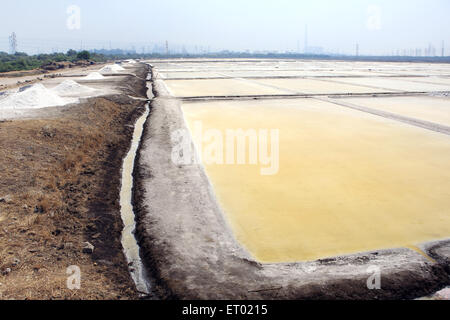 Sel de mer, salin, ferme de sel de Wadala, Bombay, Mumbai, Maharashtra, Inde, Asie Banque D'Images