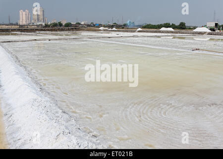 Sel de mer, salin, ferme de sel de Wadala, Bombay, Mumbai, Maharashtra, Inde, Asie Banque D'Images