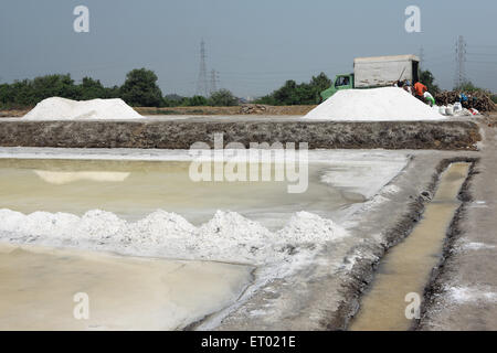 Sel de mer, salin, ferme de sel de Wadala, Bombay, Mumbai, Maharashtra, Inde, Asie Banque D'Images