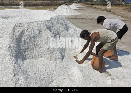 Sel de mer, salin, Wadala, ferme de sel, Bombay, Mumbai, Maharashtra, Inde, Asie Banque D'Images