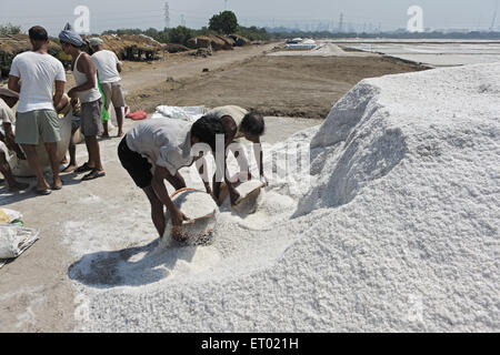 Sel de mer, salin, ferme de sel de Wadala, Bombay, Mumbai, Maharashtra, Inde, Asie Banque D'Images