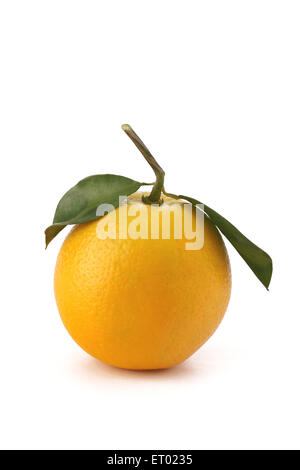 Fruits orange sur fond blanc Banque D'Images