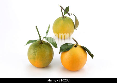 Fruits orange sur fond blanc Banque D'Images