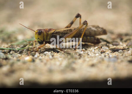 Criquet migrateur (Locusta migratoria) au Zoo de Prague, République tchèque. Banque D'Images