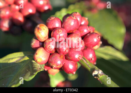 Baies de café, cerises de café , plantation de café , Coorg , Madykeri , station de colline , district de Kodagu , Western Ghats , Karnataka , Inde , Asie Banque D'Images