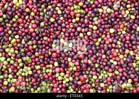 Séchage de baies de café , séchage de cerises de café , Coorg , Madykeri , station de colline , district de Kodagu , Western Ghats , Karnataka , Inde , Asie Banque D'Images