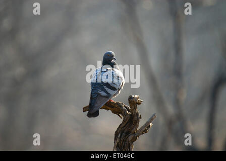 Pigeon bleu , colombe rocheuse, pigeon roc , columba livia , Parc national de Ranthambore ; Sawai Madhopur, Rajasthan ; Inde , asie Banque D'Images