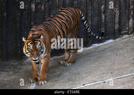 Tigre de Sumatra (Panthera tigris sumatrae) au Zoo de Prague, République tchèque. Banque D'Images