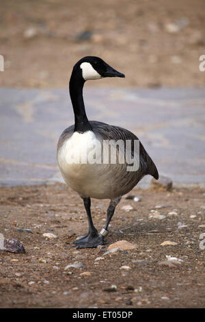 Bernache du Canada (Branta canadensis) au Zoo de Prague, République tchèque. Banque D'Images