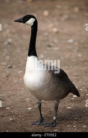 Bernache du Canada (Branta canadensis) au Zoo de Prague, République tchèque. Banque D'Images