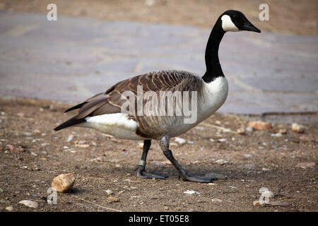 Bernache du Canada (Branta canadensis) au Zoo de Prague, République tchèque. Banque D'Images