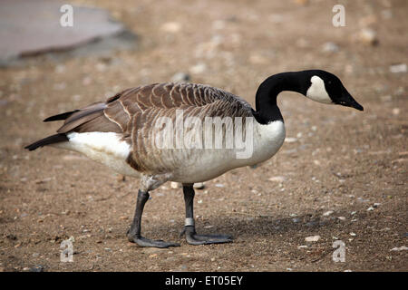 Bernache du Canada (Branta canadensis) au Zoo de Prague, République tchèque. Banque D'Images