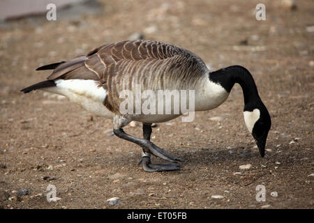 Bernache du Canada (Branta canadensis) au Zoo de Prague, République tchèque. Banque D'Images