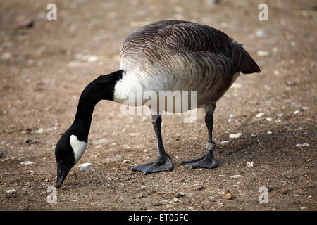 Bernache du Canada (Branta canadensis) au Zoo de Prague, République tchèque. Banque D'Images