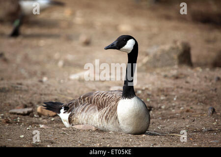 Bernache du Canada (Branta canadensis) au Zoo de Prague, République tchèque. Banque D'Images