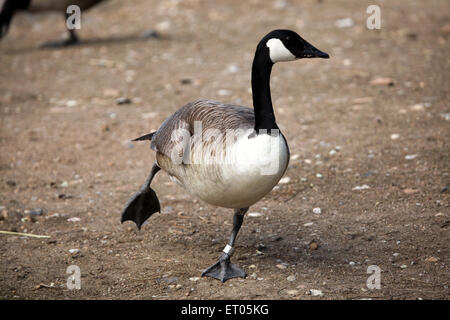 Bernache du Canada (Branta canadensis) au Zoo de Prague, République tchèque. Banque D'Images