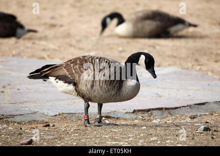 Bernache du Canada (Branta canadensis) au Zoo de Prague, République tchèque. Banque D'Images