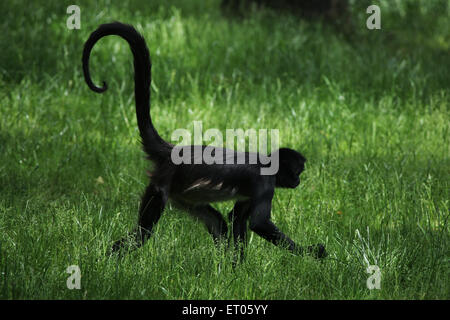 Singe araignée de Geoffroy (Ateles geoffroyi) au Zoo de Prague, République tchèque. Banque D'Images