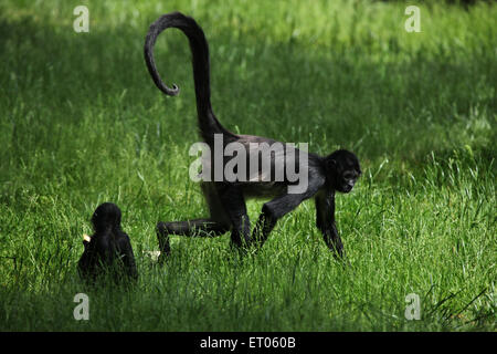 Singe araignée de Geoffroy (Ateles geoffroyi) au Zoo de Prague, République tchèque. Banque D'Images