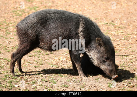 Pécari à collier (Pecari tajacu) au Zoo de Prague, République tchèque. Banque D'Images