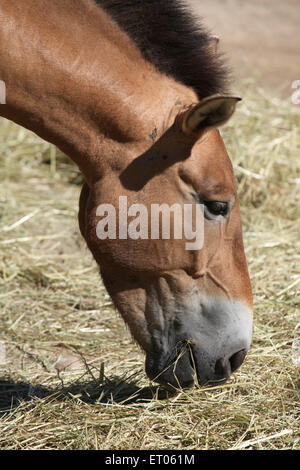 Le cheval de Przewalski (Equus ferus przewalskii) au Zoo de Prague, République tchèque. Banque D'Images