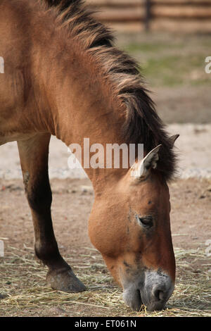Le cheval de Przewalski (Equus ferus przewalskii) au Zoo de Prague, République tchèque. Banque D'Images