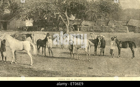 Chevaux de camp de redevance britannique , Inde , vieux millésime 1800 Banque D'Images