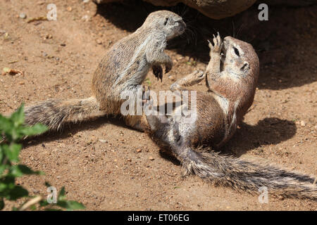 Deux écureuils terrestres (Ha83 inauris) au Zoo de Prague, République tchèque. Banque D'Images