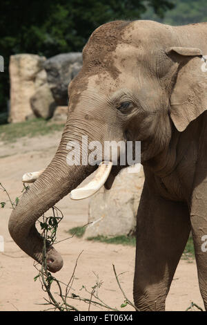 L'éléphant indien (Elephas maximus indicus) utilise la ligne réseau à manger branche verte au Zoo de Prague, République tchèque. Banque D'Images