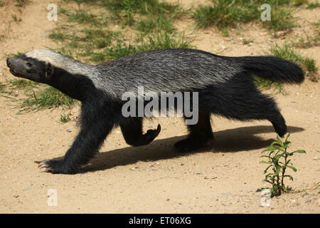 Honey badger (Mellivora capensis), également connu sous le nom de ratel à Zoo de Prague, République tchèque. Banque D'Images