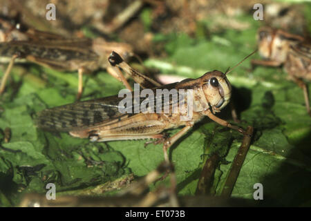 Criquet pèlerin (Schistocerca gregaria) au Zoo de Prague, République tchèque. Banque D'Images