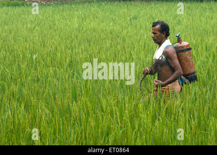 Homme pulvérisant un pesticide, champ de riz, Mannarsala, Kerala, Inde Banque D'Images